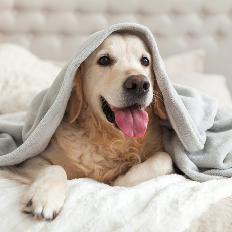 Encuentra los mejores accesorios para mascotas en Disparo.cl: camas, juguetes, bebederos y más. ¡Cuida a tu mascota con lo mejor!