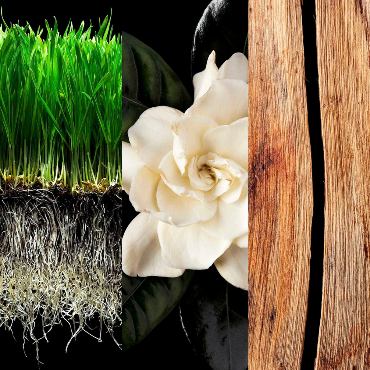 Notas principales del perfume 212 Men Carolina Herrera Hombre: césped, flor blanca y madera